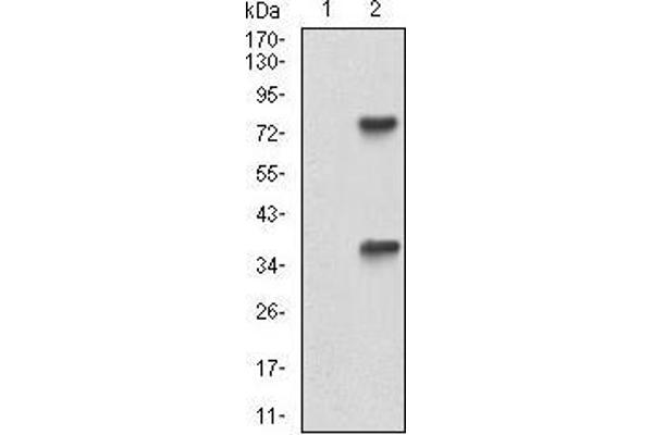 TUBE1 antibody  (AA 314-472)