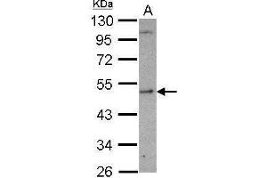 WB Image Sample (30 ug of whole cell lysate) A: U87-MG 10% SDS PAGE antibody diluted at 1:1000
