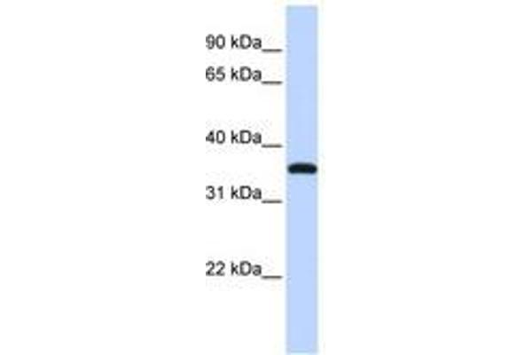 VGLL3 anticorps  (C-Term)