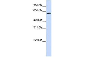 Image no. 1 for anti-Ecto-NOX Disulfide-Thiol Exchanger 1 (ENOX1) (Middle Region) antibody (ABIN633381)
