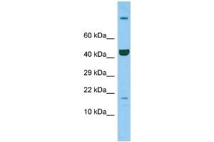 Image no. 1 for anti-Peptidylprolyl Isomerase (Cyclophilin)-Like 3 (PPIL3) (C-Term) antibody (ABIN2784445)