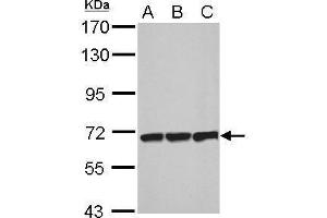 Image no. 2 for anti-Plastin 3 (PLS3) (Center) antibody (ABIN2855613)