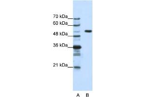 Image no. 1 for anti-Host Cell Factor C1 (VP16-Accessory Protein) (HCFC1) (N-Term) antibody (ABIN2780670)