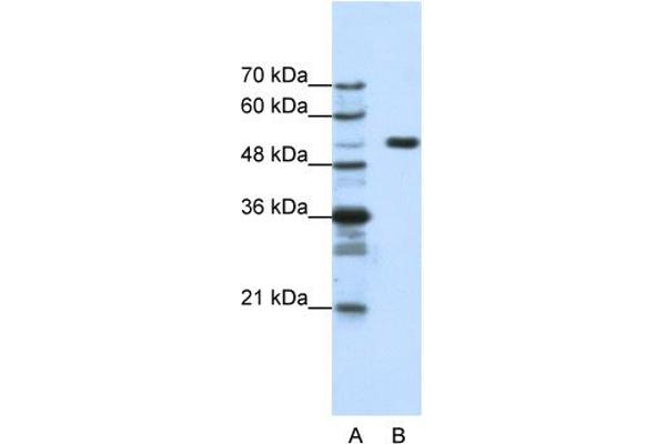 anti-Host Cell Factor C1 (VP16-Accessory Protein) (HCFC1) (N-Term) antibody