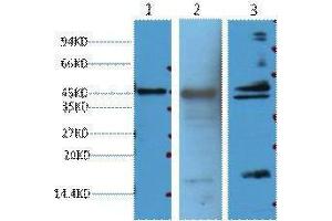 Image no. 1 for anti-Aquaporin 4 (AQP4) antibody (ABIN3181132)
