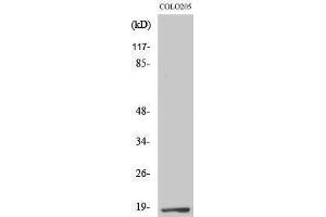 Image no. 1 for anti-Transcription Elongation Factor A (SII)-Like 1 (TCEAL1) (Internal Region) antibody (ABIN3187199)
