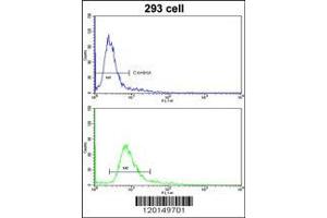 Image no. 2 for anti-Homeobox A5 (HOXA5) (AA 196-223), (C-Term) antibody (ABIN390648)