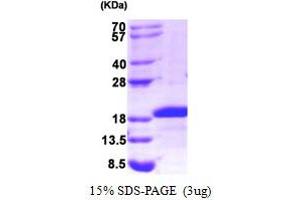 Image no. 1 for Midkine (Neurite Growth-Promoting Factor 2) (MDK) (AA 21-143) protein (His tag) (ABIN666781)