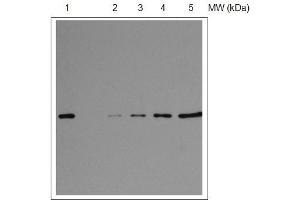 Image no. 1 for anti-30S Ribosomal Protein S1 (S1) (RPSA) (C-Term) antibody (ABIN5326724)