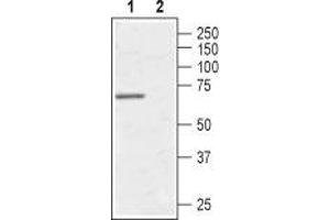 anti-Arginine Vasopressin Receptor 1A (AVPR1A) (AA 378-390), (C-Term), (Intracellular) antibody