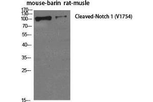 Image no. 2 for anti-Notch 1 (NOTCH1) (cleaved), (Val1754) antibody (ABIN3181819)