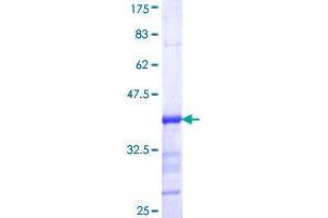 MAMLD1 Protein (AA 603-701) (GST tag)