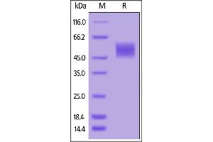 Image no. 2 for Plasminogen Activator, Urokinase Receptor (PLAUR) (AA 23-303) (Active) protein (His tag,AVI tag,Biotin) (ABIN6973301)