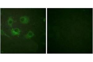 Image no. 2 for anti-Claudin 3 (CLDN3) (AA 171-220) antibody (ABIN1533226)