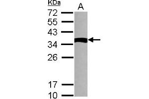 Image no. 2 for anti-NME Gene Family Member 9 (NME9) (AA 1-142) antibody (ABIN1501588)