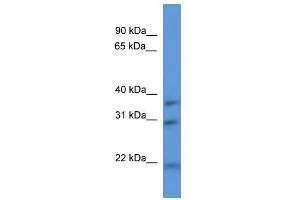 Image no. 1 for anti-NECAP Endocytosis Associated 1 (NECAP1) (N-Term) antibody (ABIN928774)