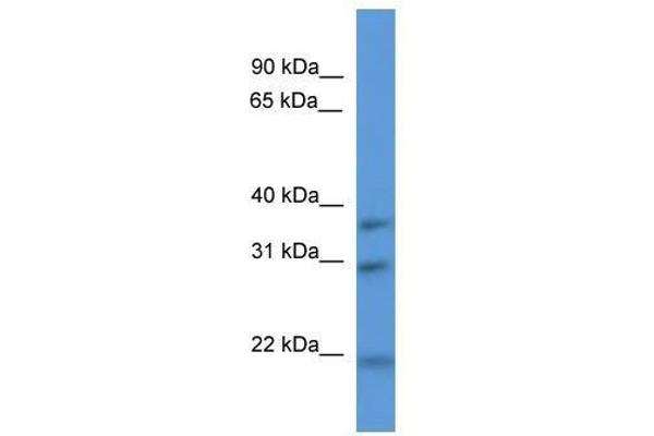 NECAP1 antibody  (N-Term)