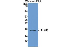 Image no. 1 for anti-Carbonic Anhydrase VB, Mitochondrial (CA5B) (AA 174-311) antibody (ABIN1175957)
