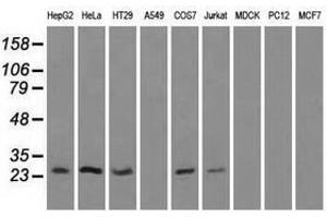Image no. 6 for anti-Hydroxysteroid (17-Beta) Dehydrogenase 10 (HSD17B10) antibody (ABIN1498724)
