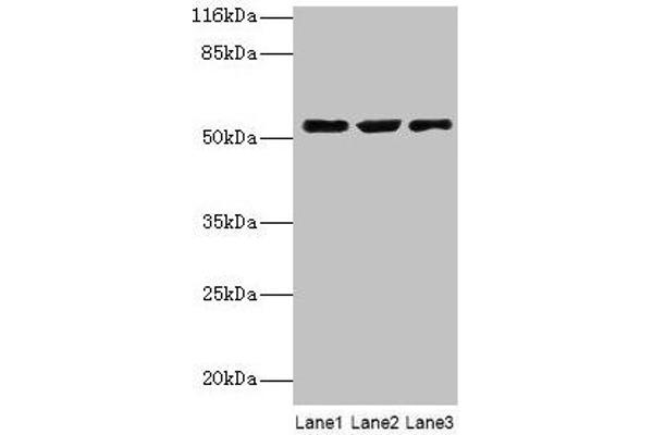 CRNN antibody  (AA 139-389)