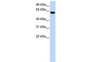 Image no. 1 for anti-Coiled-Coil Domain Containing 11 (CCDC11) (N-Term) antibody (ABIN6741330)