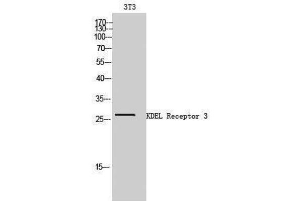 anti-KDEL (Lys-Asp-Glu-Leu) Endoplasmic Reticulum Protein Retention Receptor 3 (kDELR3) (Internal Region) antibody