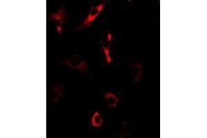 Image no. 1 for anti-Nucleolar Protein 3 (Apoptosis Repressor with CARD Domain) (NOL3) antibody (ABIN2966848)