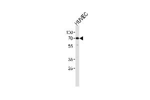 Image no. 1 for anti-Origin Recognition Complex Subunit 2 (ORC2) (AA 208-237) antibody (ABIN5534578)