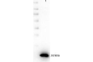 Image no. 1 for anti-Poly (ADP-Ribose) Polymerase 1 (PARP1) (C-Term) antibody (ABIN5596914)