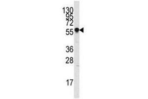 Image no. 2 for anti-Sialic Acid Binding Ig-Like Lectin 7 (SIGLEC7) (AA 1-30) antibody (ABIN3032556)