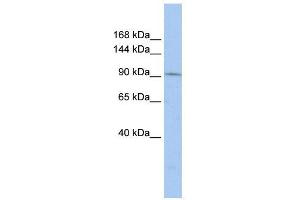 Image no. 1 for anti-TAF3 RNA Polymerase II, TATA Box Binding Protein (TBP)-Associated Factor, 140kDa (TAF3) (Middle Region) antibody (ABIN928534)