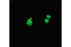 HS6ST1 antibody  (AA 3-133)