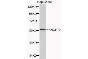 Image no. 1 for anti-Angiopoietin 2 (ANGPT2) antibody (ABIN3021112)