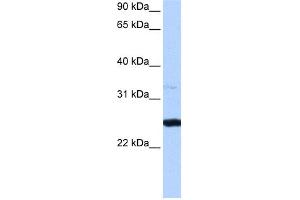 Image no. 1 for anti-phosphoribosyl Transferase Domain Containing 1 (PRTFDC1) (Middle Region) antibody (ABIN2773930)