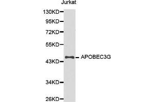 Image no. 3 for anti-Apolipoprotein B mRNA Editing Enzyme, Catalytic Polypeptide-Like 3G (APOBEC3G) antibody (ABIN3021984)