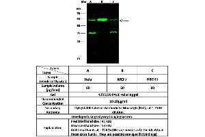 Image no. 1 for anti-SET Domain Containing (Lysine Methyltransferase) 7 (SETD7) (AA 2-366) antibody (ABIN2692997)