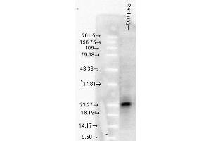 Image no. 4 for anti-Heat Shock 27kDa Protein 1 (HSPB1) antibody (Biotin) (ABIN2481421)