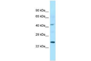 Image no. 1 for anti-Isochorismatase Domain Containing 1 (ISOC1) (C-Term) antibody (ABIN2790640)