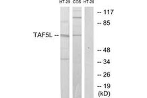 Image no. 1 for anti-TAF5-Like RNA Polymerase II, P300/CBP-Associated Factor (PCAF)-Associated Factor, 65kDa (TAF5L) (AA 291-340) antibody (ABIN1533540)