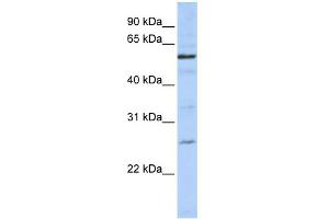 Image no. 1 for anti-Zinc Finger, CCCH-Type with G Patch Domain (ZGPAT) (C-Term) antibody (ABIN2775533)