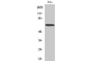 Image no. 1 for anti-V-Raf Murine Sarcoma 3611 Viral Oncogene Homolog (ARAF) (Ser155) antibody (ABIN3183344)