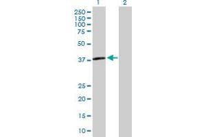 Western Blot analysis of APOL3 expression in transfected 293T cell line by APOL3 MaxPab polyclonal antibody.