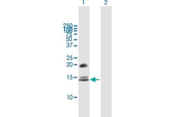 anti-Crumbs Homolog 3 (CRB3) (AA 1-120) antibody