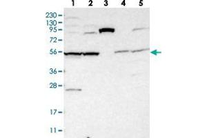 Image no. 1 for anti-Solute Carrier Family 35, Member F1 (SLC35F1) antibody (ABIN5588185)