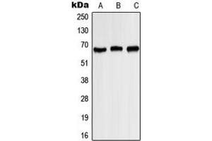 Image no. 1 for anti-Potassium Voltage-Gated Channel, Shaker-Related Subfamily, Member 3 (KCNA3) (pTyr187) antibody (ABIN2706450)