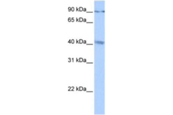 anti-Cation Channel, Sperm-Associated, gamma (CATSPERG) antibody
