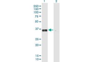 Western Blot analysis of GPR183 expression in transfected 293T cell line by GPR183 MaxPab polyclonal antibody.
