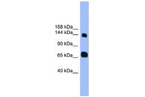 Image no. 1 for anti-Pleckstrin Homology Domain Containing, Family G (With RhoGef Domain) Member 2 (PLEKHG2) (Middle Region) antibody (ABIN2788148)