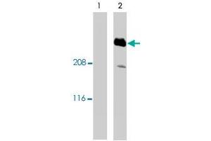 Image no. 1 for anti-A Kinase (PRKA) Anchor Protein 12 (AKAP12) antibody (ABIN4369744)
