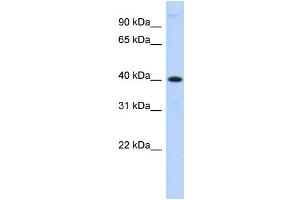 Image no. 1 for anti-Metallophosphoesterase 1 (MPPE1) (N-Term) antibody (ABIN2783900)